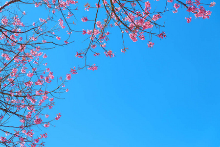 春天美丽的樱花, 樱花盛开的蓝天