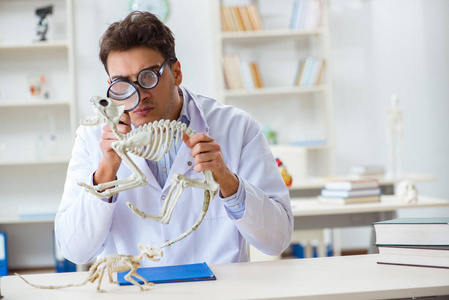 滑稽的疯狂的学生医生研究动物骨骼