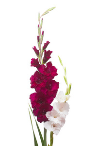 在白色背景上的彩色唐菖蒲花的美丽花束。平躺, 顶部视图。婚礼花束