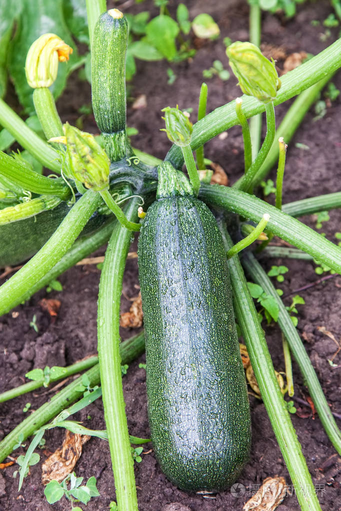 绿色西葫芦种植在花园里