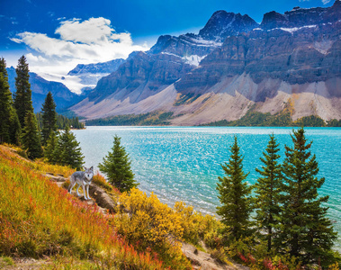 班夫国家公园在加拿大落基山脉。风景如画的冰川弓湖与翡翠绿色的水。湖四周都是松树