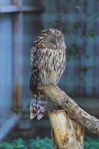 鸟猫头鹰坐在树枝上