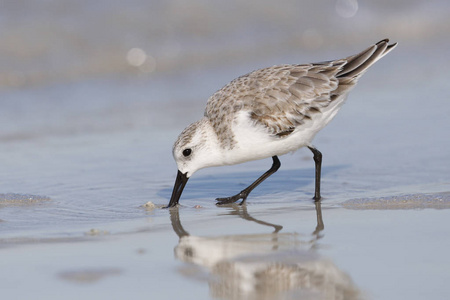 Sanderling Calidris 阿尔巴 觅食墨西哥湾海滩St. 圣彼得堡, 佛罗里达州