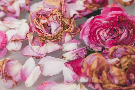 白色背景上枯萎玫瑰花蕾照片