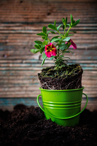 小花植物图片