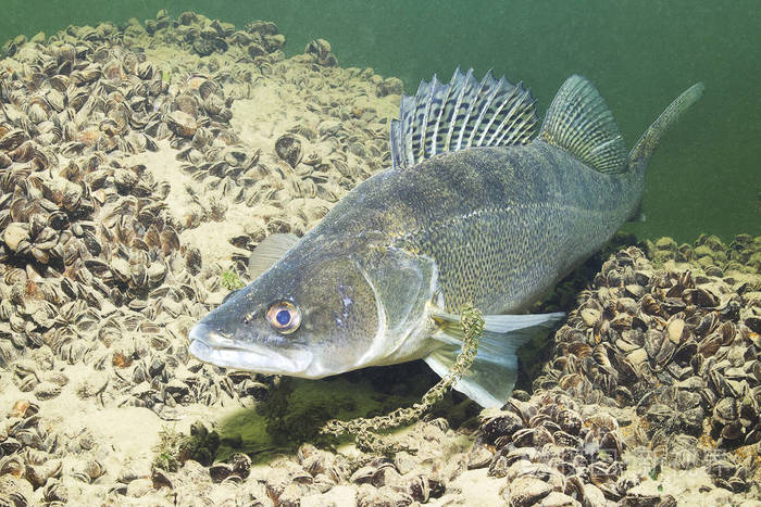 水下射击在湖中.野生动物.派克栖息在自然栖息地, 背景很好.住在湖里