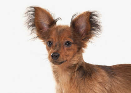 玩具犬俄罗斯玩具狗.白色背景上的俄罗斯玩具犬小狗照片