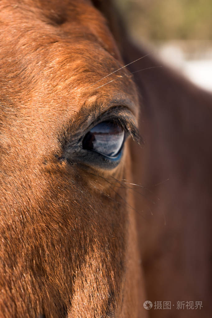 马在冬天下雪的背景特写
