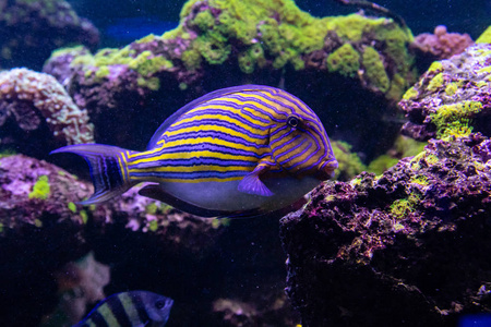 Acanthurus lineatus 鱼