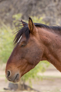 亚利桑那州一匹野马的特写画像