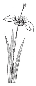 这是 Tigridia 仙人掌花卉植物的图片。花朵有多种颜色。他们清晨开放, 复古线条绘画或雕刻插图