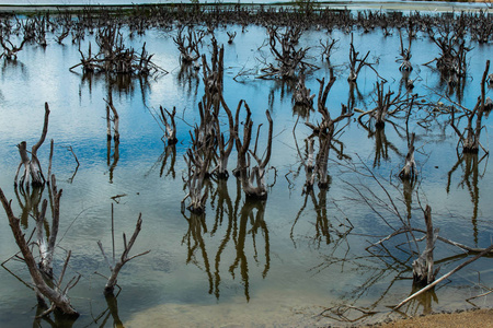 沼泽中的枯死树照片