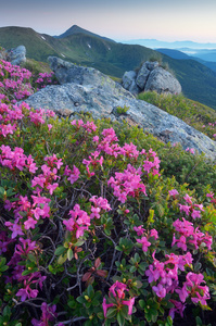 花山区黎明