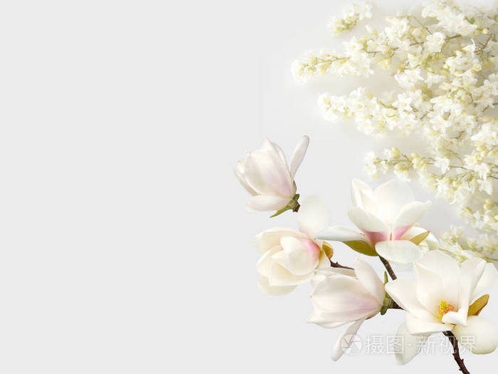 在白色背景查出的美丽的玉兰花