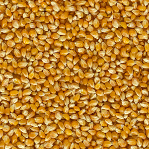 玉米籽粒的背景特写