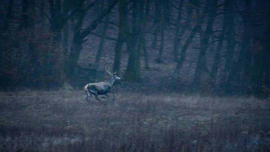 在森林里奔跑的大红鹿图片