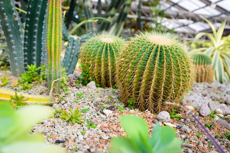 不同类型的仙人掌和植物的相片在庭院