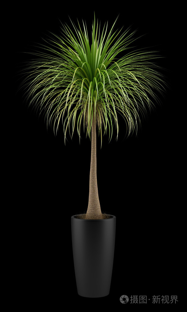 孤立在黑色背景上的盆栽的棕榈树