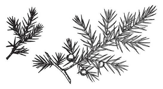 这是一棵常青树, 复古线条画或雕刻插图照片