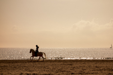在海滩的马骑剪影