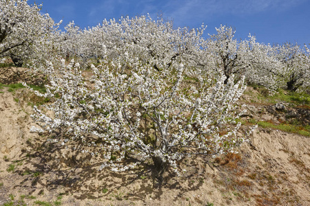 樱桃花在 Jerte 山谷, 卡塞雷斯。春天在西班牙。季节性