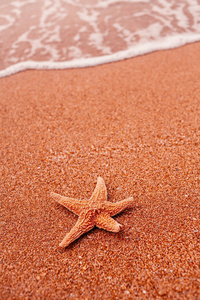 背景海星躺在沙子和软冲浪波图片