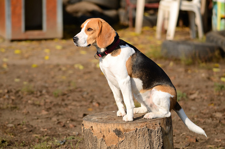 花园里的小猎犬狗的照片