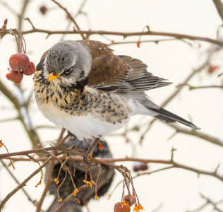 Fieldfare 鸟坐在树上