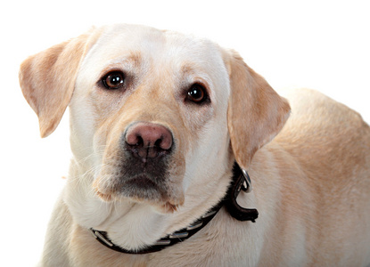 大型犬图片 大型犬素材 大型犬插画 摄图新视界
