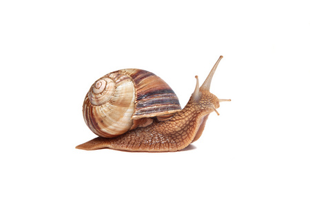 蜗牛上白花图片