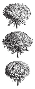 这是翠菊的花头图片。花头是深紫色, 复古线条画或雕刻插图