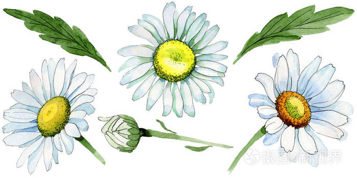 孤立的水彩风格野花洋甘菊花