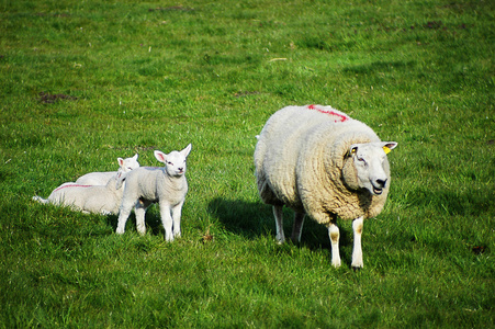 羊和小羊