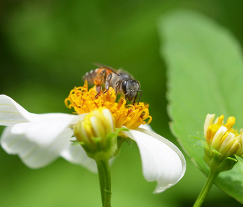 abeilles  une fleur