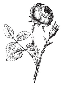 这张照片显示了一朵玫瑰花。茎是棘手的。这些花很小。花瓣互相包裹, 复古线条画或雕刻插图