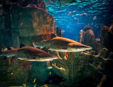 在水族馆中的两个鲨鱼照片