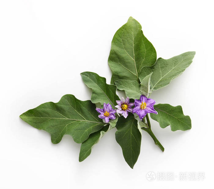 白色背景上的茄子花和叶子