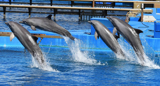 水族馆水中的海豚