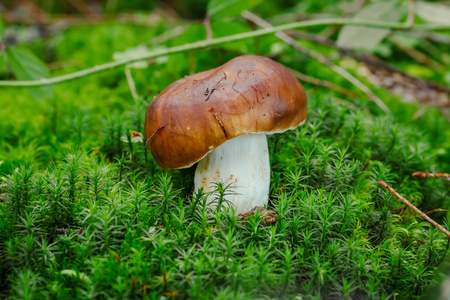 食品区可爱的便士面包蘑菇生长在草地.