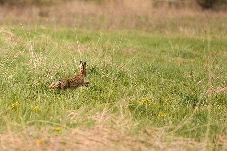 害怕的兔子在草地上运行