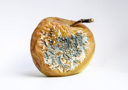 一个腐烂的苹果, 上面盖着霉菌.照片