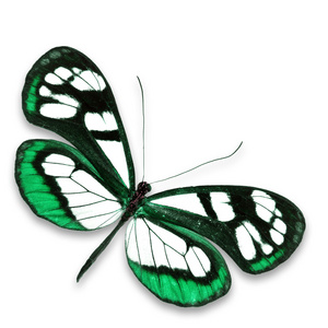 glasswing 蝴蝶