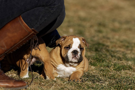 英国斗牛犬户外肖像