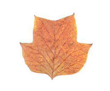 秋天的叶子的美国郁金香树