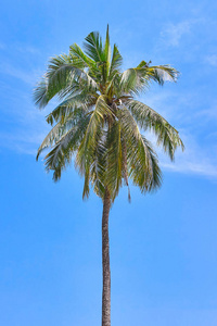 蓝蓝的天空上的棕榈树