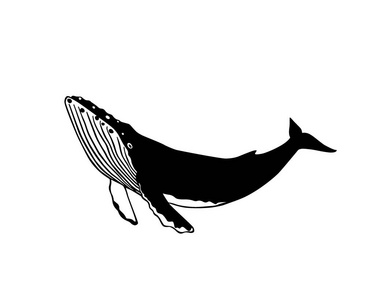 手画的鲸鱼照片