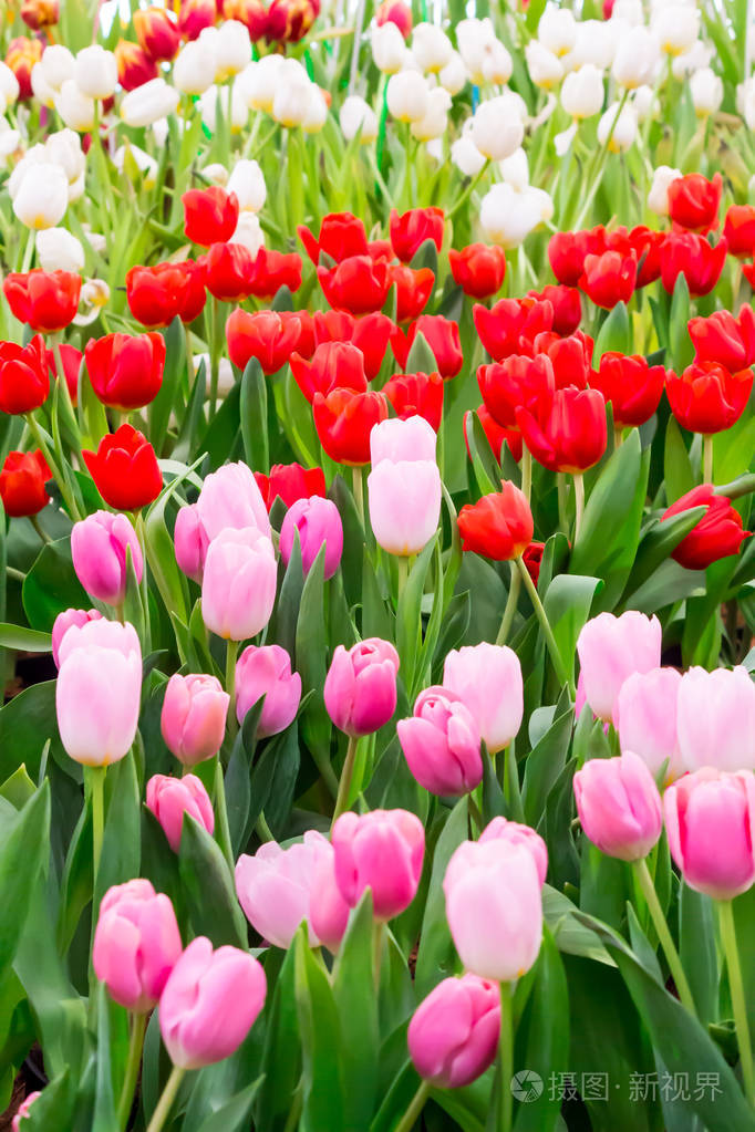 五颜六色的郁金香和鲜花盛开在舒适的花园里