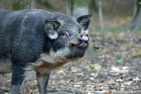 秋天的森林野猪照片