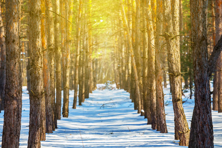 美丽的冬天松树森林在雪