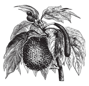 水果或面包图片-水果或面包素材-水果或面包插画-摄图新视界